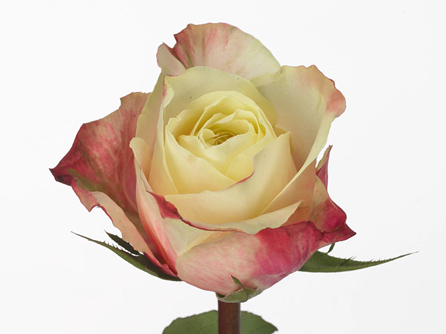 Rosa large flowered Marosa