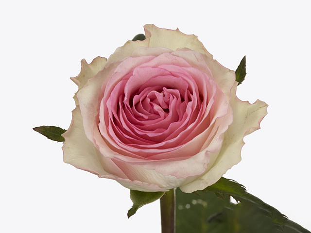 Роза крупноцветковая "Mandala"