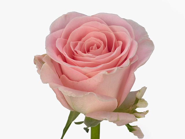 Роза крупноцветковая "Babyface"