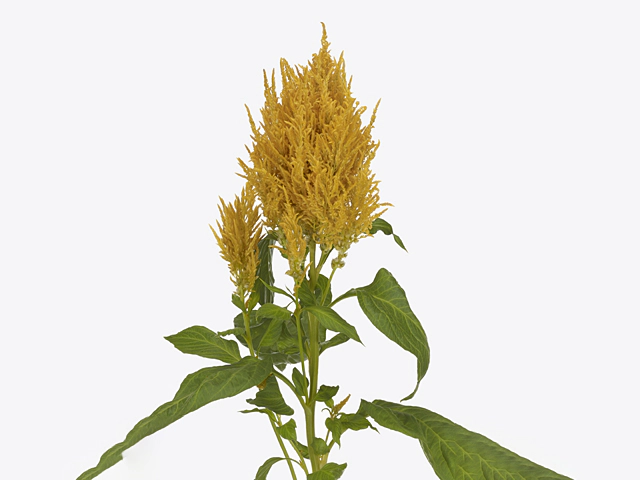 Celosia argentea (Plumosa Grp) Sunday Gold