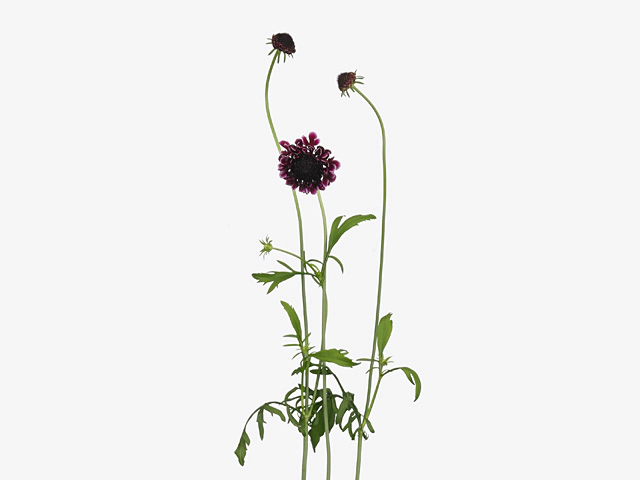 Scabiosa atropurpurea Picasso