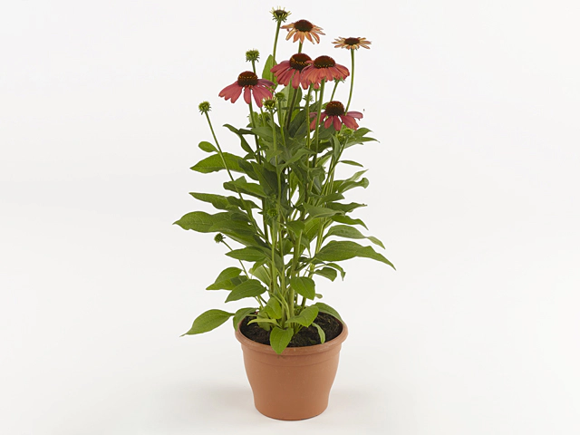 Echinacea purpurea Mooodz Mediation