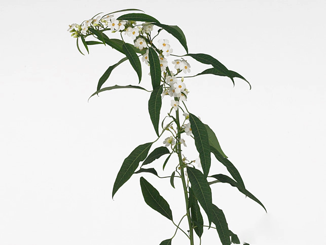 Euphorbia fulgens White Baron