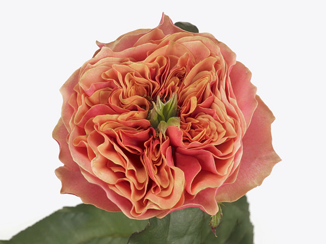 Роза крупноцветковая "Kensington Gardens!"