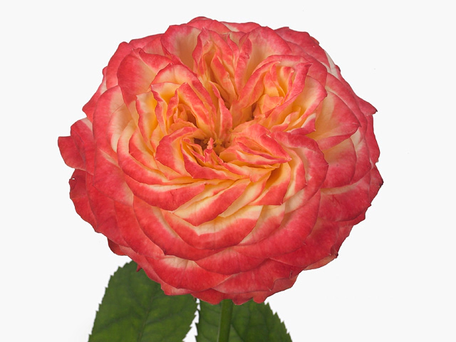 Роза крупноцветковая "Louis Couperus"