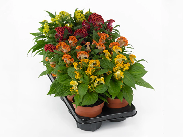 Celosia argentea (Cristata Grp) Twisted mixed