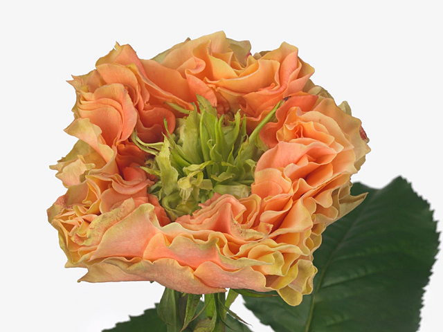 Роза крупноцветковая "Copperfield Summerhouse"