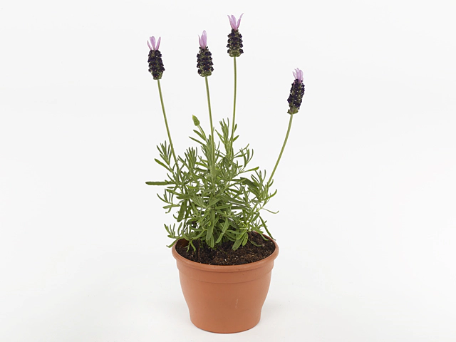 Lavandula stoechas Esmé