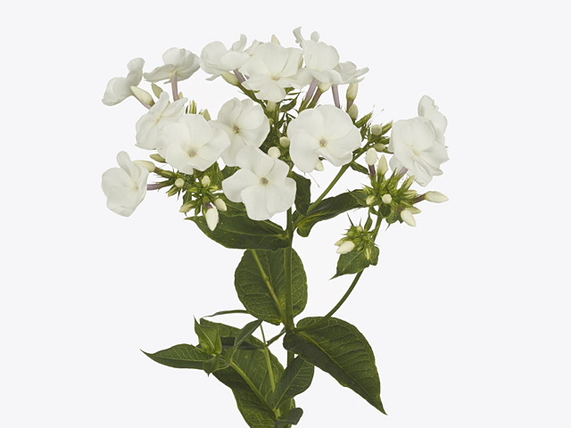 Phlox (Paniculata Grp) Sweet Summer White Lady