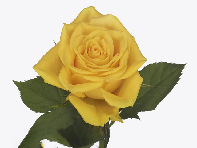 Роза крупноцветковая "Njano!"