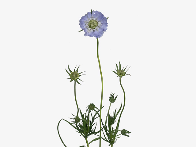 Scabiosa caucasica 'Hanneke'