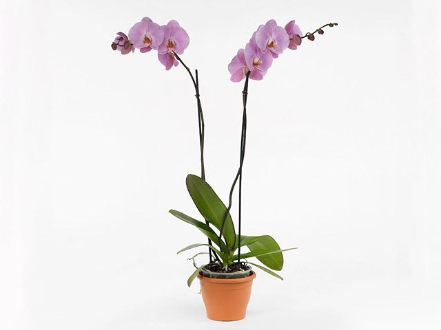 Phalaenopsis Gran Pink