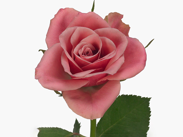 Rosa small flowered Arjen