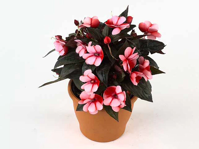 Impatiens (New Guinea Grp) Magnifico Scarlett Flame