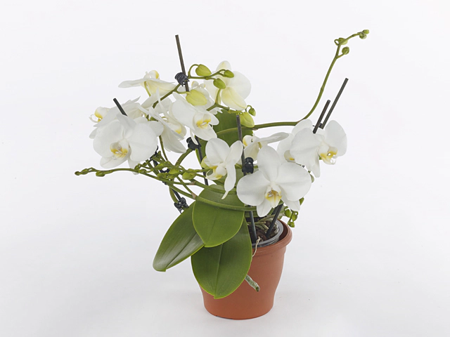 Phalaenopsis Muse White