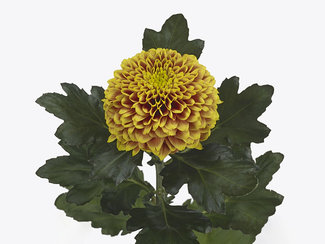 Chrysanthemum (Indicum Grp) disbudded Tropicana