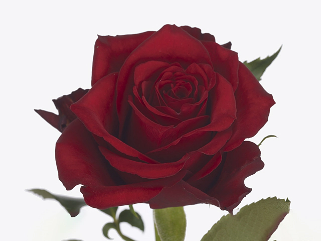 Роза крупноцветковая "Simply Red+"