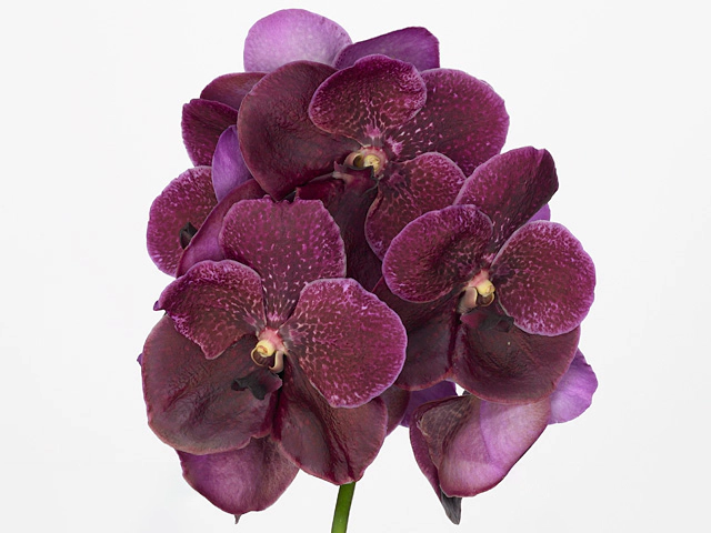 Vanda Robert's Delight 'Purple Violet Beauty'