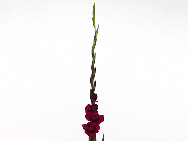 Гладиолус мелкоцветковый "Cayenne"