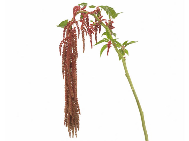 Amaranthus caudatus 'Coral Fountain'