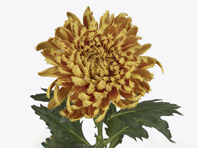 Chrysanthemum (Indicum Grp) disbudded Cruella