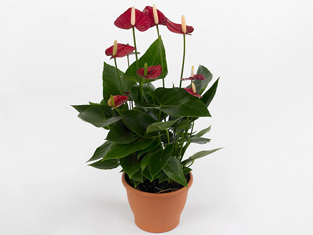 Anthurium (Andreanum Grp) Violet Heart
