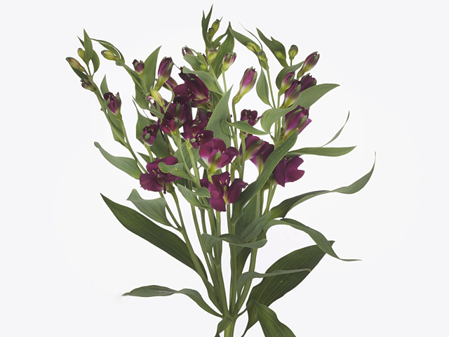 Alstroemeria florinca Charmelia Purplex