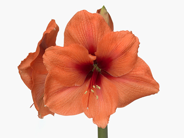 Hippeastrum (Galaxy Grp) 'Bouquet'