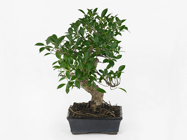 Ficus microcarpa Bonsai