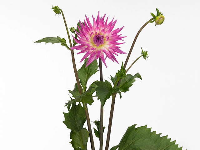 Dahlia (Semi-Cactus Grp) 'Orchid Princess'