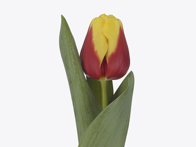 Tulipa (Triumph Grp) 'Nibb it'