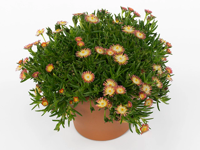 Delosperma cooperi 'Jewel of Desert Ruby'