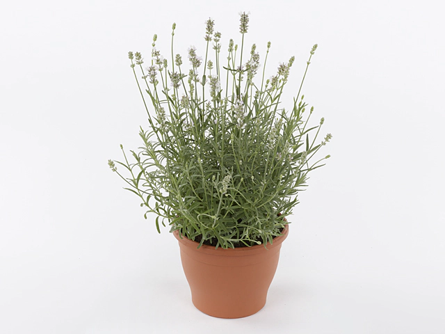 Lavandula angustifolia 'Felice Light Pink'