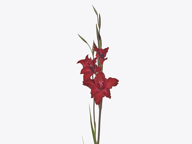 Gladiolus colvillii 'Red Drizzle'