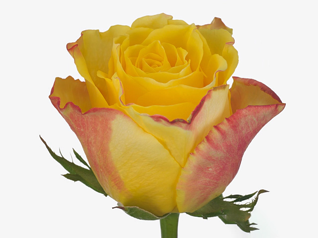 Rosa large flowered Pearl Jam@