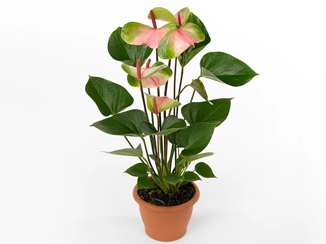 Anthurium (Andreanum Grp) Renoir