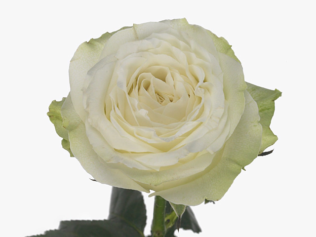Rosa large flowered Titanium