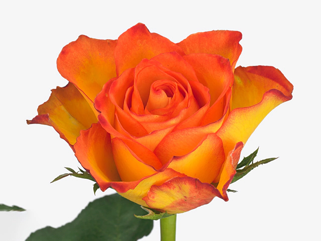 Rosa large flowered Firestar