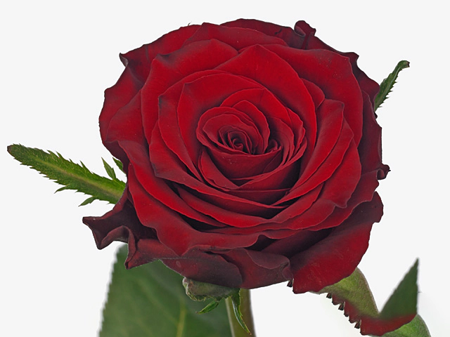 Роза крупноцветковая "Party Red"