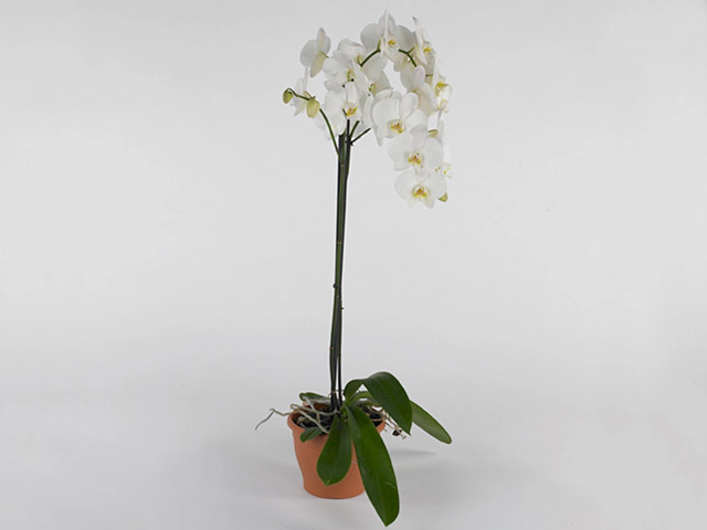 Phalaenopsis Nagasaki