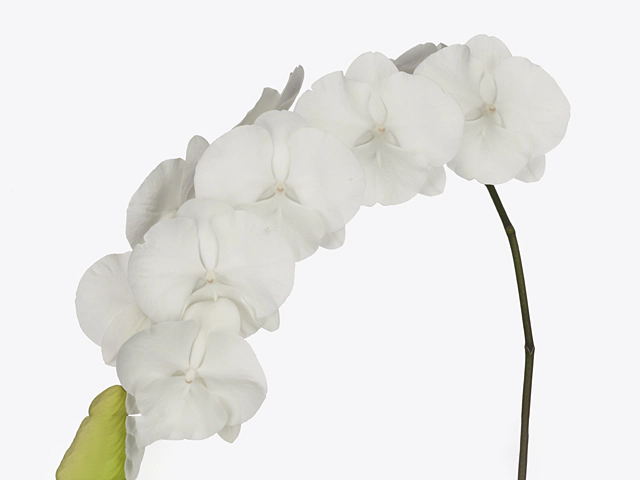 Phalaenopsis per flower White Serenity