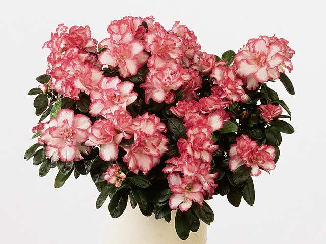 Rhododendron (Simsii Grp) 'Sima'