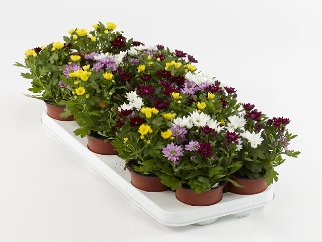 Chrysanthemum (Indicum Grp) Swifty mixed in pot