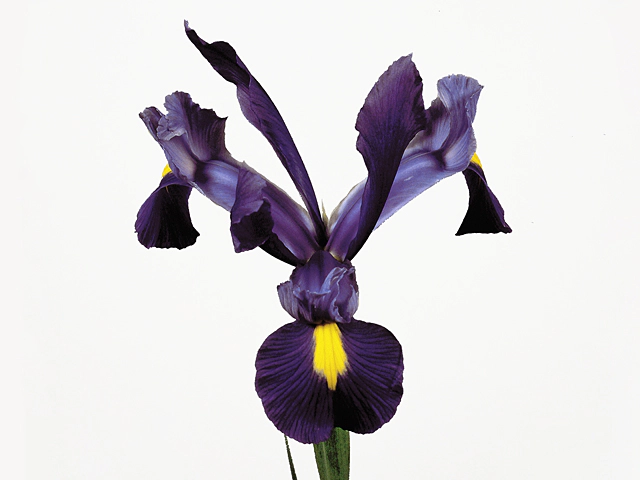 Iris (Dutch Iris Grp) 'Blue Diamond'