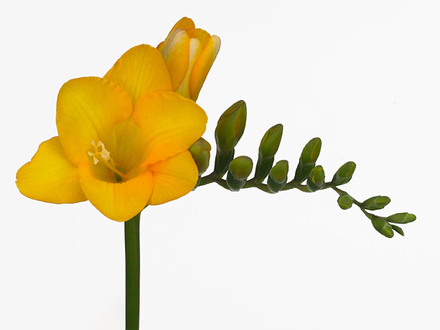 Freesia single flowered 'Yellow Passion'