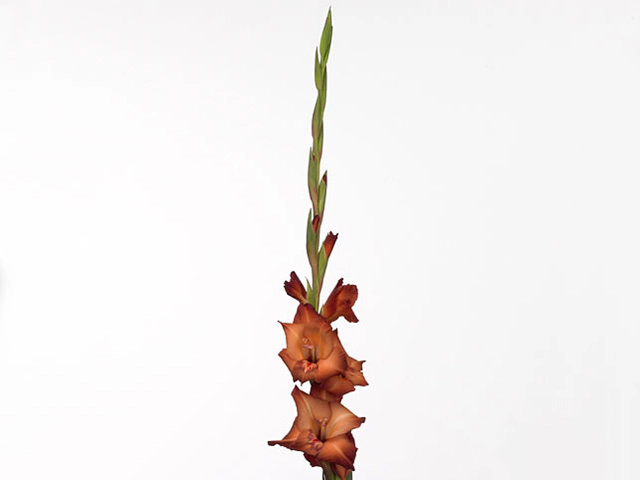 Гладиолус крупноцветковый "Antica"