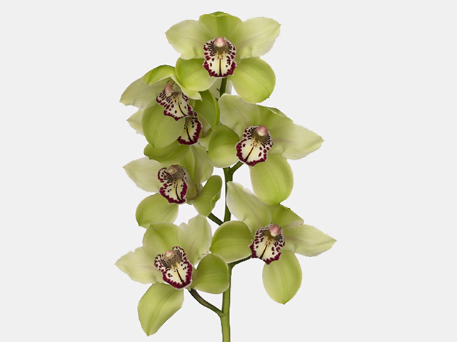 Цимбидиум крупноцветковый "Mrs. Amore Verde"