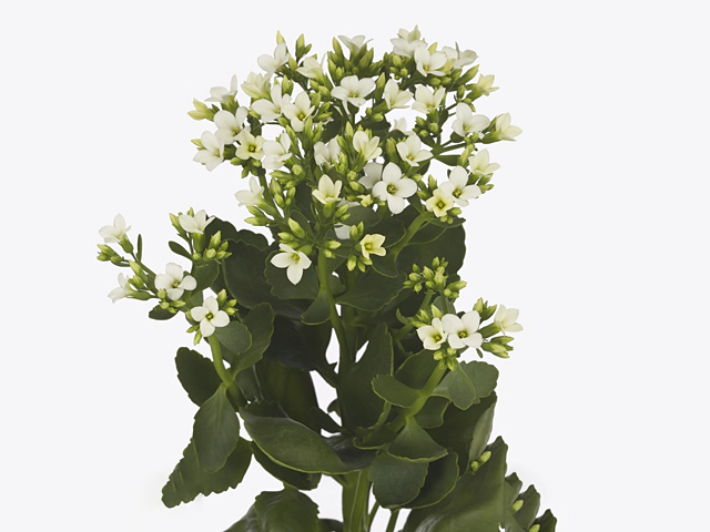Kalanchoe 'Simply White Meadow'