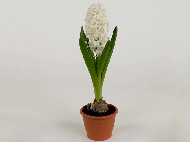 Hyacinthus orientalis Fairy White