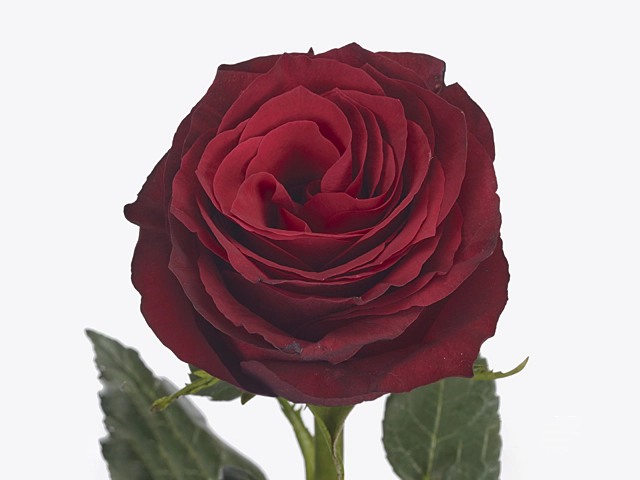 Роза крупноцветковая "Premium Class"